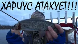 РЫБАЛКА в КАРЕЛИИ на ОНЕГО!!! ХАРИУС АТАКУЕТ!!!