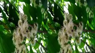3D video product