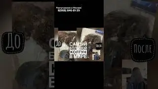 Самый большой колтун в мире !