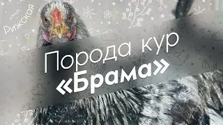 Брама 🐔 Обзор породы кур