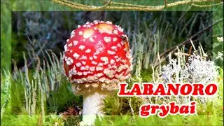 LABANORO GRYBAI / MUSHROOMS, FOREST,  RELAXING / HD - STARt