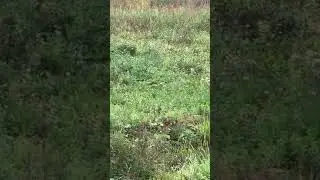 Короче говоря я увидел зайца