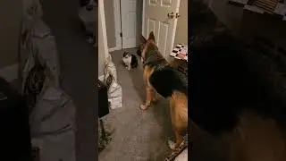 CATS vs DOGS FUNNY VIDEOS 2024 #catsvsdogs