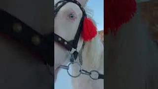 Молода кобила. Коні в Яремча.  коні ваговози.