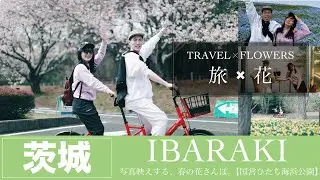 【旅×花】写真映え、春の花さんぽ。国営ひたち海浜公園【JTB公式 official】