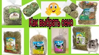 Как выбрать сено для шиншилл.