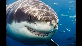 REAL SHARK CLOSE UP !!!