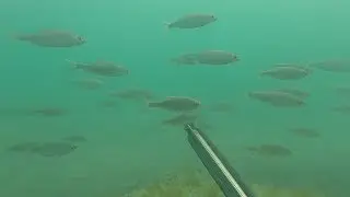 Охота на кефаль, сазан