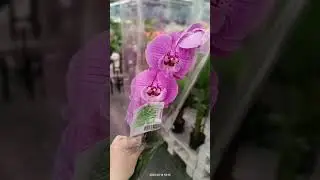Орхидеи в магазине 