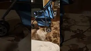 Sibling Rivalry