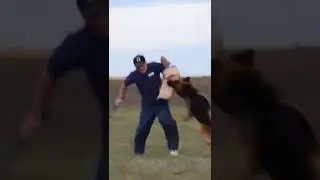 Немецкая овчарка на защите. Дрессировка собак 