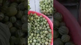 Компот МАХИТО,крыжовник и мята.Все очень просто.