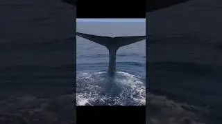 Ближайшие живые родственники китов - бегемоты 🐋🦛 #интересныефакты #киты #дайвинг #diving
