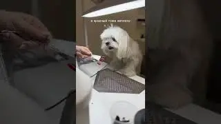 А мне сказал что Клиентка не пришла и поэтому денег не принес 🥲 #мастерманикюра #собакадругчеловека