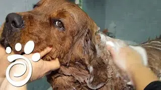 Профессиональная Косметика Для Животных.. Все О Домашних Животных