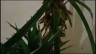 118 BSF Pandanus amarylliofolius oleh Fadli Tumanggor
