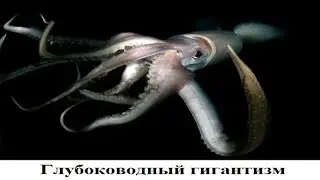 Глубоководный гигантизм