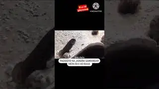 nice dub #dub.chachu #trend #youtubeshorts