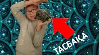 Тасбақа КӨРДІМ! #1