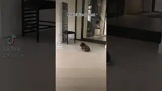 Rabbit jumping test #animals #bunny #meme #memes #funny