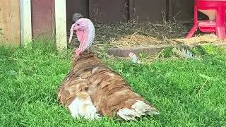The Big Apple Petting Zoo 4K HDR