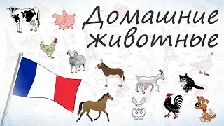 Домашние животные на французском.