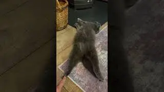 Смешные кошки🐈‍⬛ 