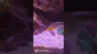 Nano buddies!