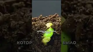 Как чувствовать вкус жизни