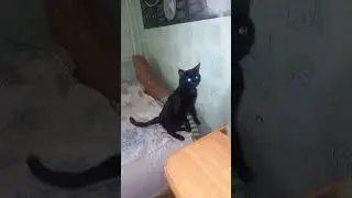 Котик Гришка