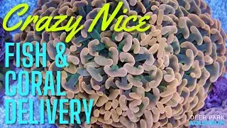 Crazy nice new fish and coral (and new store update!)