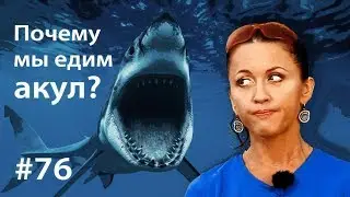 Why do we eat sharks? // Just like animals #76