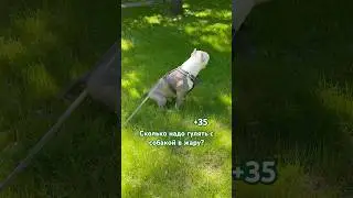 Сколько надо гулять с собакой в жару 