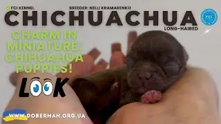 Meet Our Adorable Chihuahua Puppies: Long-Haired Boys Stealing Hearts!