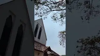 Farewell Tree||Uc College,Aluva||Nimal