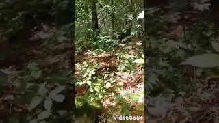 Старое, старое  польское кладбище...