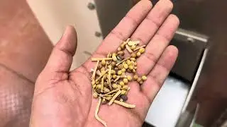 Coriander seeds cleaning with sorter machine