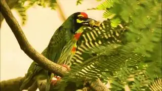 Mating Rituals: A Day in Coppersmith Barbet's Life