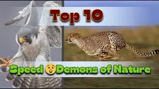 The Fastest Animals On Earth (TESTED)