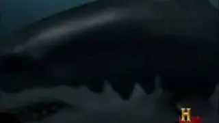 Megalodon vs Deinosuchus