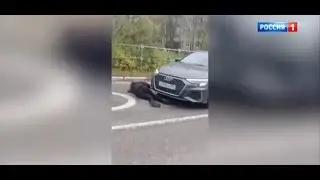 17 10 2023 В Щелкове задержана автоледи, сбившая недовольную работой УК женщину