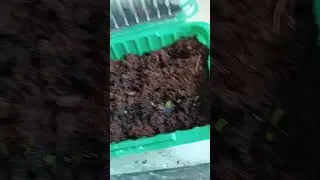 На подоконнике выращиваю траву 