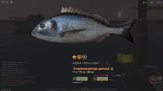 Fisher Online: Италия. Дорада царская мировой рекорд.