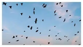 Reel from the sky