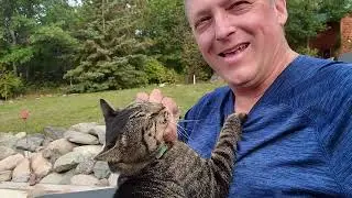 Cat Chases Bubbles Outside While Dogs Play