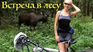 Встретила лося на велопрогулке