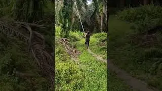 belajar panen buah sawit                                 #sawitjambi
