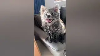 Такое Никто Не Ожидал Увидеть! Случаи С Животными Снятые На Камеру