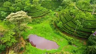 Embrace Nature #teagarden #assamteagarden