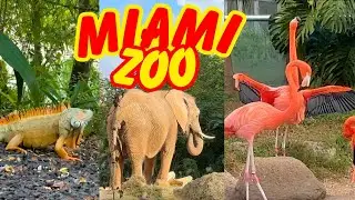 Tour of America | Visit at Miami Zoo | Miami Zoo animals | Not to Miss in Miami